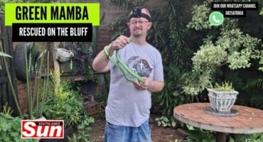 Snake catcher with the green mamba on his arm.