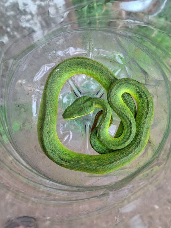 The White Lipped Tree Viper in an empty 5 liter water bottle.