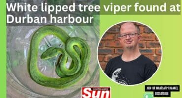 A white lipped tree viper in an empty 5 litre water bottle. Inset: Warren Dick, a professional snake catcher
