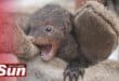 The baby mongoose rescued from the drain.