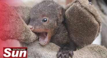 The baby mongoose rescued from the drain.