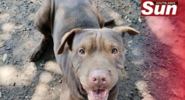 Zara is one of the many dogs in the organisation’s care.