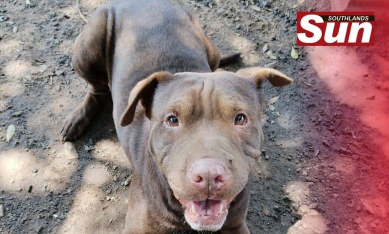 Blue Bundu Brigade calls on community’s support with fundraisers