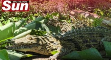 The Nile Crocodile at Crow’s facility’s before it died.