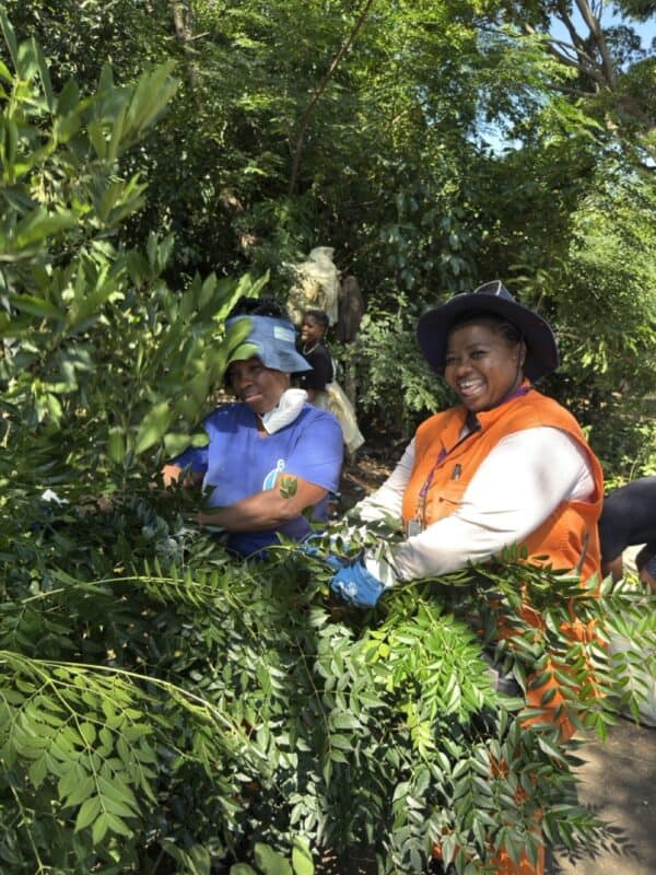 Durban Solid Waste’s Sma Nyawose and Nomvula Mtolo removing the cut down branches.