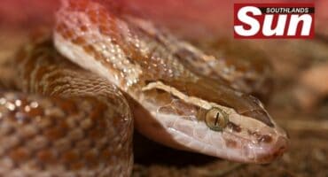 An up close photo of the head of a brown house snake