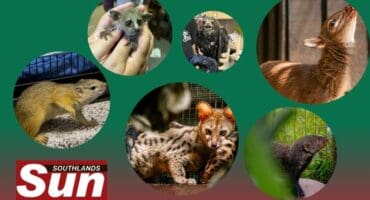 The six animals you can sponsor at Crow.