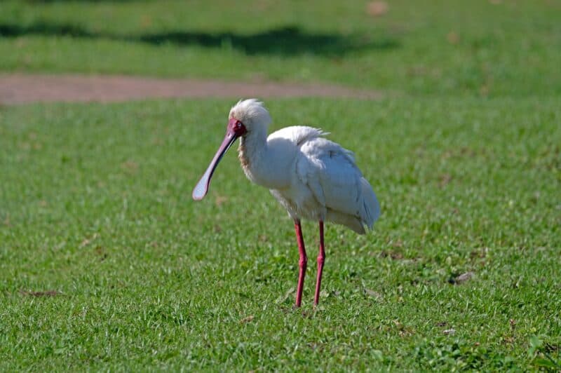 A large white bird with long legs standing on a grass patch