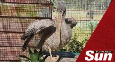 The pelican preparing for its last hours at Crow.