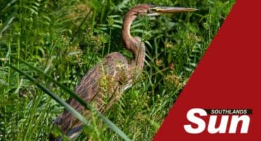 A large bird standing in long grass