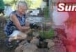 Roslyn Glazer watering the newly planted plants.