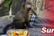 Baboon has some fun in their enclosure.