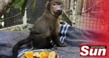 Baboon has some fun in their enclosure.