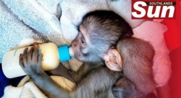 A monkey currently in Monkey Helpline’s care.