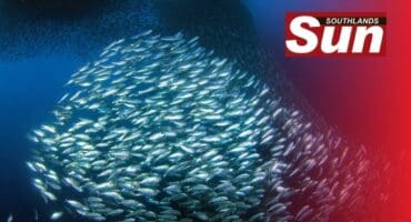 With the shark nets removed, beachgoers are advised to be cautious when at the beach.