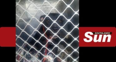 One of the dogs taken from Blue Bundu Brigade’s home by metro police and SPCA.
