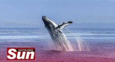 Sodurba is calling on community members to volunteer for the Welcoming of The Whales Festival.