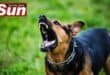 Two dogs were euthanised following a tragic attack on a woman in Woodlands
