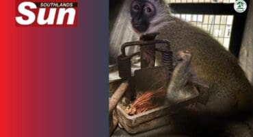 The monkey trapped in a gin trap. Photo: Supplied.