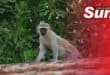 A vervet monkey rehabilitated by Crow.