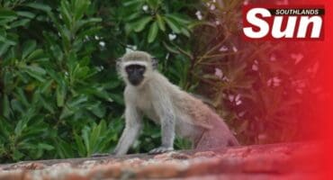 A vervet monkey rehabilitated by Crow.