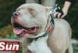 A pit bull terrier on a leash
