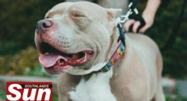 A pit bull terrier on a leash