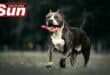 Three pit bulls mauled a woman in Montclair.
