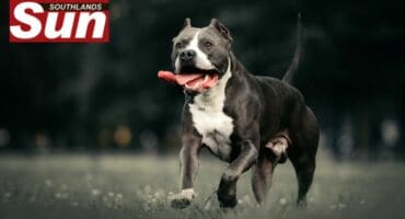 Three pit bulls mauled a woman in Montclair.
