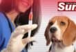 The state vet will be conducting rabies vaccinations for pets in the Durban South.