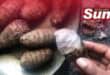 The amadumbe boasts significant nutritional benefits compared to the staple potato.
