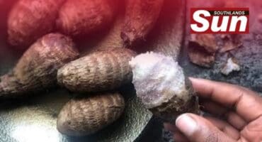 The amadumbe boasts significant nutritional benefits compared to the staple potato.