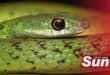 A spotted bush snake had bitten a Seaview woman which sent her to hospital for two days.