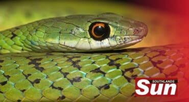 A spotted bush snake had bitten a Seaview woman which sent her to hospital for two days.