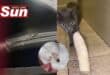 Lily the cat is recovering after being allegedly shot at with an air rifle.