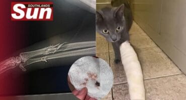 Lily the cat is recovering after being allegedly shot at with an air rifle.