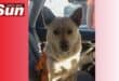 A dog that was trapped in a stormwater drain was rescued.