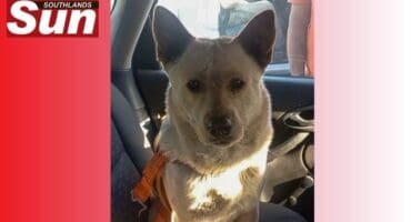 A dog that was trapped in a stormwater drain was rescued.