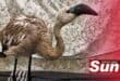 The Lesser flamingo that was recused from the ocean in Ballito.