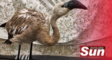 The Lesser flamingo that was recused from the ocean in Ballito.
