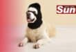 Dogs have been increasingly reported stolen and missing in Merebank.