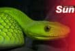 A green mamba was incorrectly identified by members on a Facebook group which could have serious repercussions on the man who was bitten.