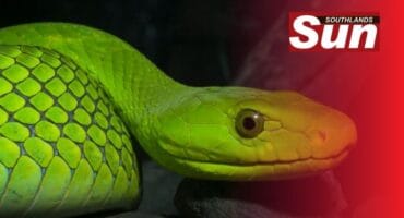 A green mamba was incorrectly identified by members on a Facebook group which could have serious repercussions on the man who was bitten.