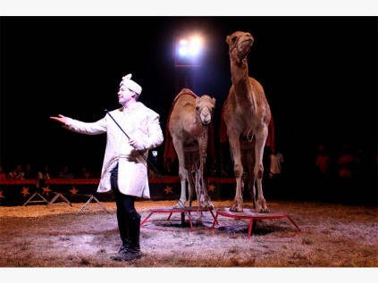 David McLaren and the Arabian Camels.
