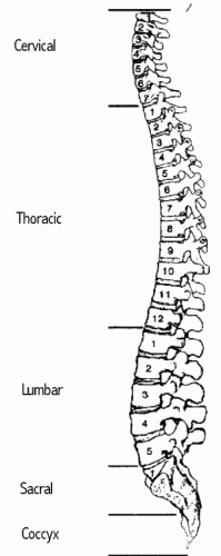 Spinal Cord
