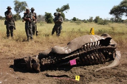 Journalists were taken to the carcass of a White Rhino calf to see how post-mortem procedures are conducted.