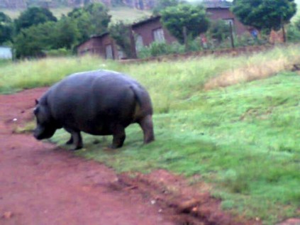 A photo of the hippo sent to Mpumalanga News via BBM from a community member.
