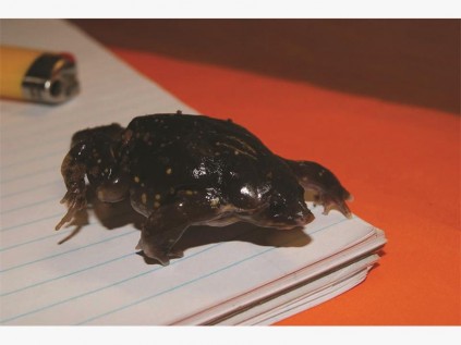 Insert: This could be a Spotted Shovel-nose digger, a species that is not known to occur in the Lowveld.