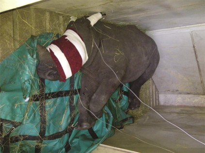 Tank was transported from the Kruger National Park last week.