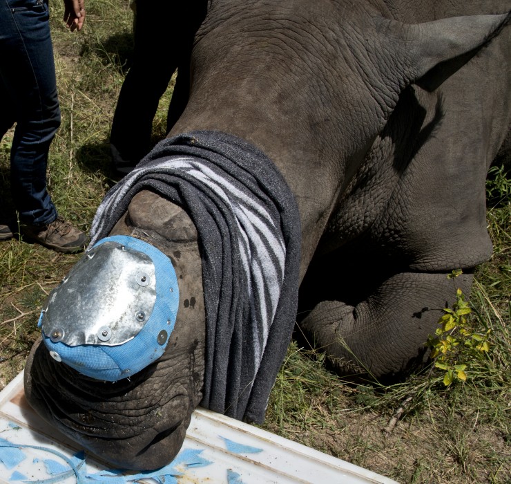 Screws were used to drill this covering onto the animal.